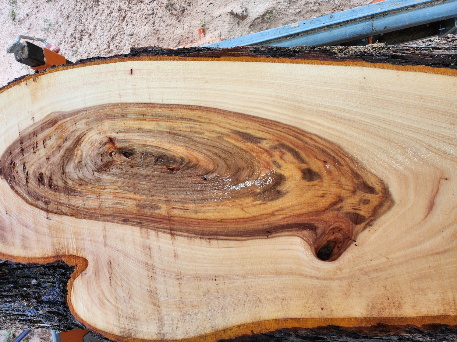 Elm - Live Edge - Image 4