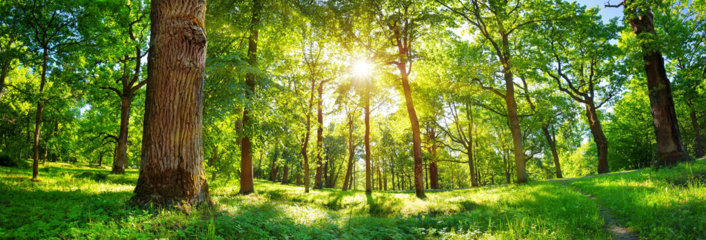 hardwood forest