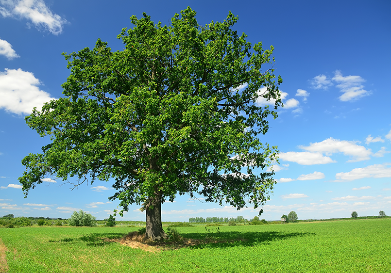 White Oak Tree