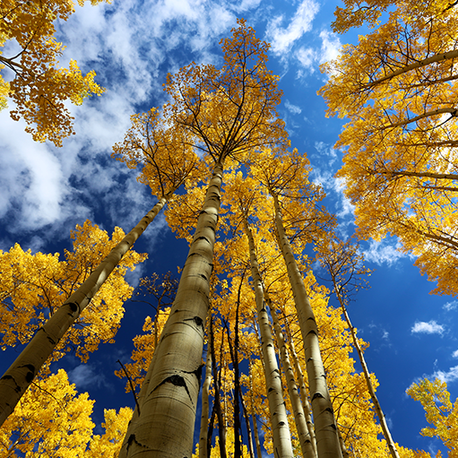 shutterstock_377741935