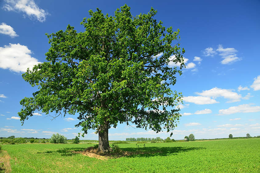 White Oak Tree